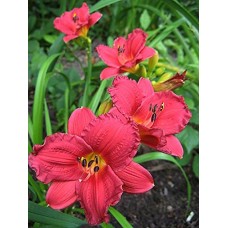 Cranbarry Baby Daylilies, 25 Bareroots, 1-2 Fans   566283122